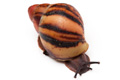Archachatina marginata suturalis 1b juvenil